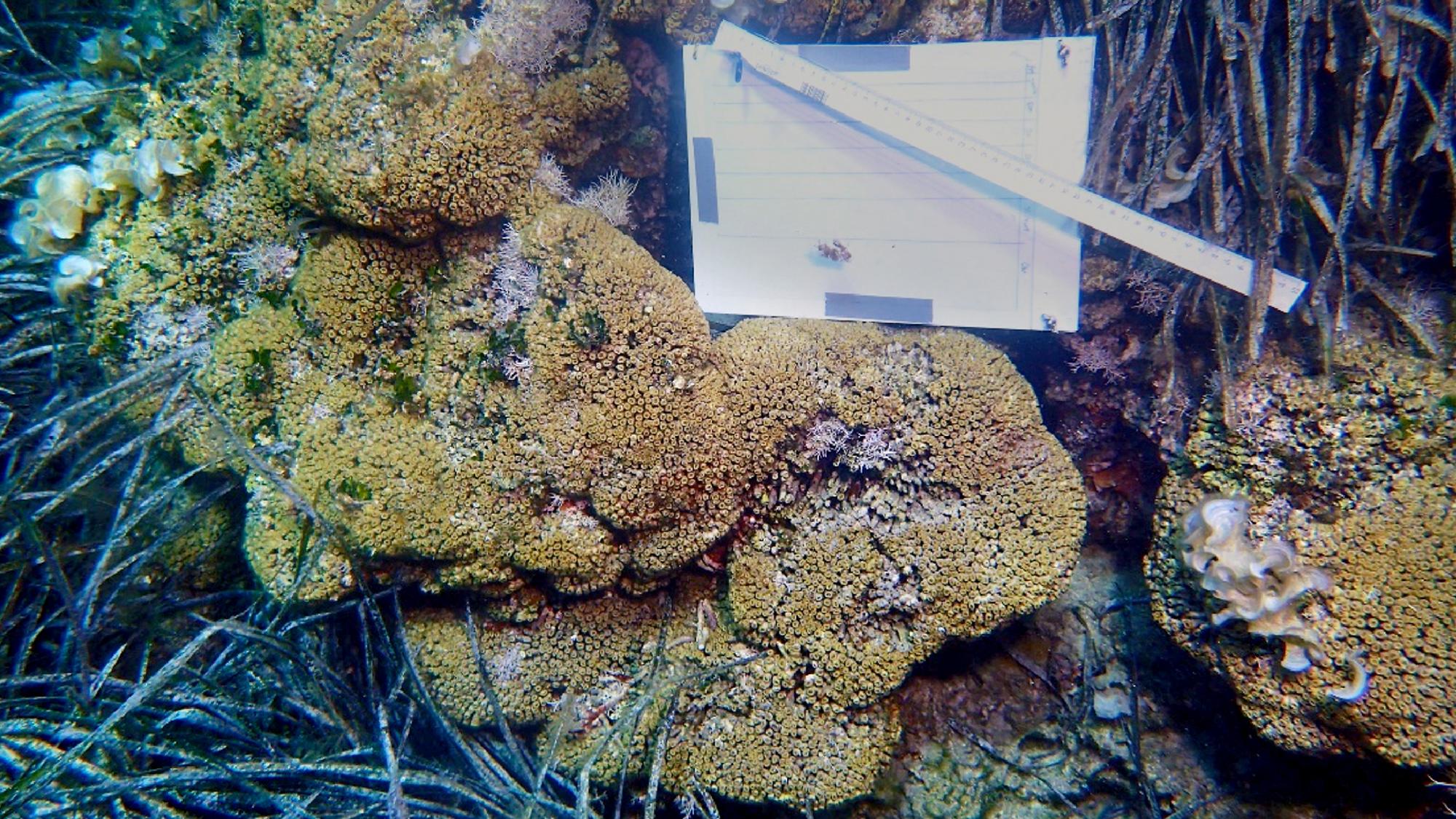 coral menorca amenazado